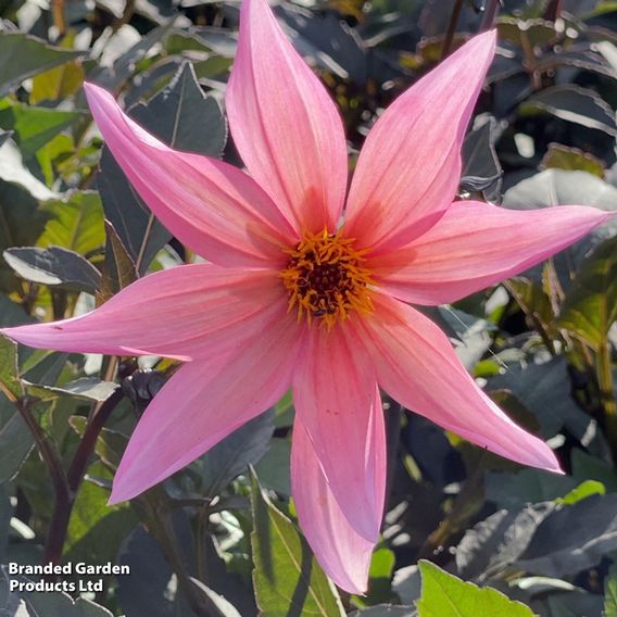 Dahlia 'Hawaiian Sunrise'