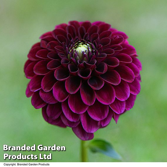 Dahlia 'Ivanetti'