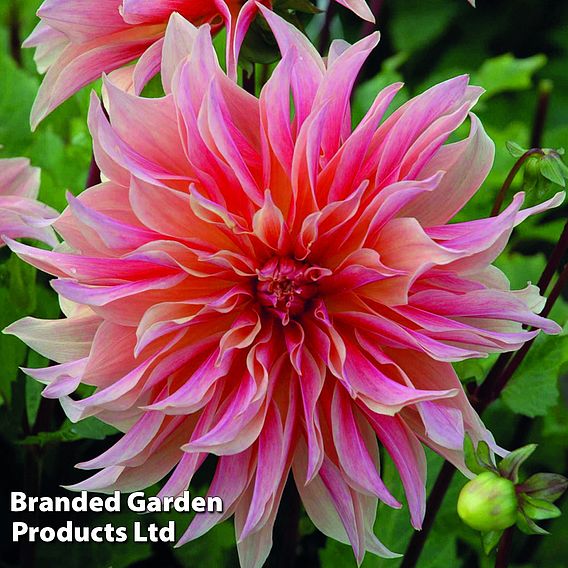 Dahlia 'Labyrinth'