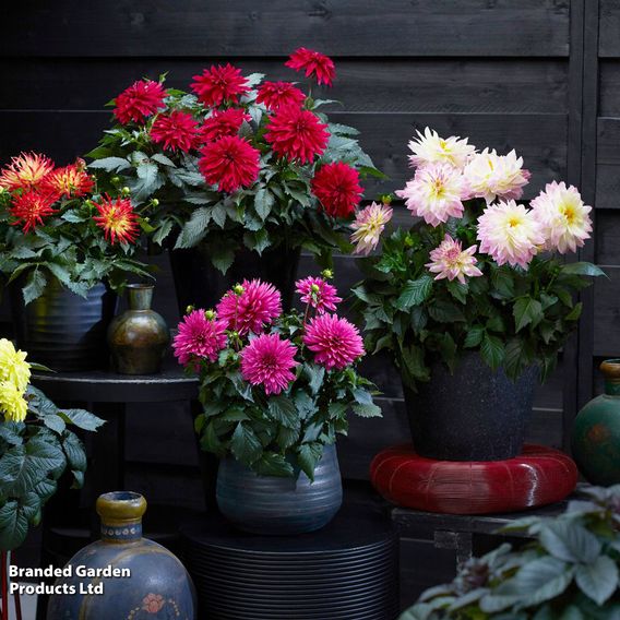 Dahlia Labella Grande Chocolate Collection