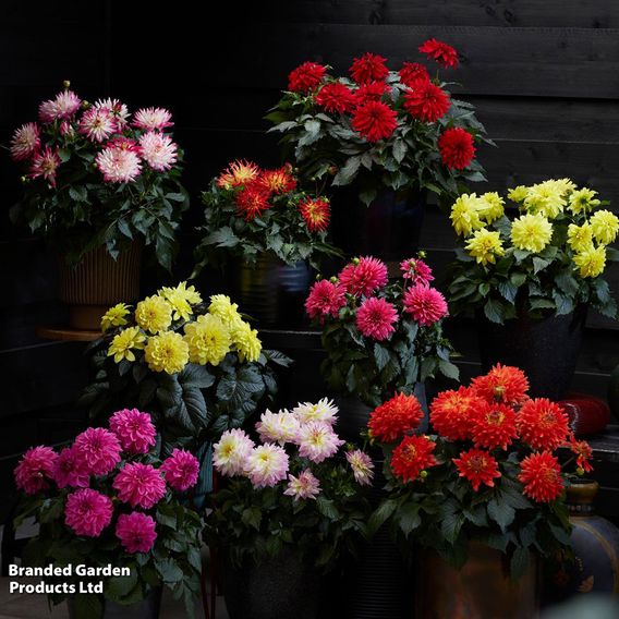 Dahlia Labella Grande Chocolate Collection