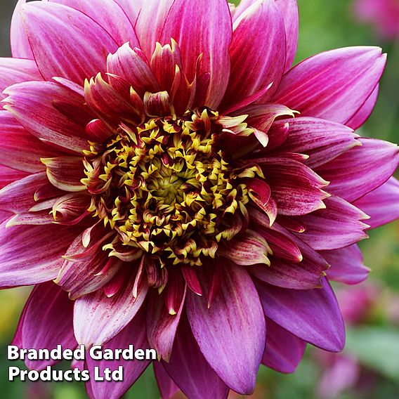 Dahlia 'Mambo'