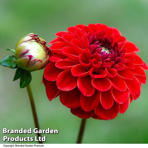 Dahlia 'Maroon Fox'