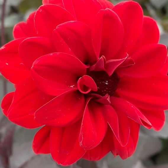 Dahlia 'Mountain of Fire'