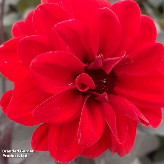 Dahlia 'Mountain of Fire'