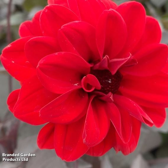 Dahlia 'Mountain of Fire'