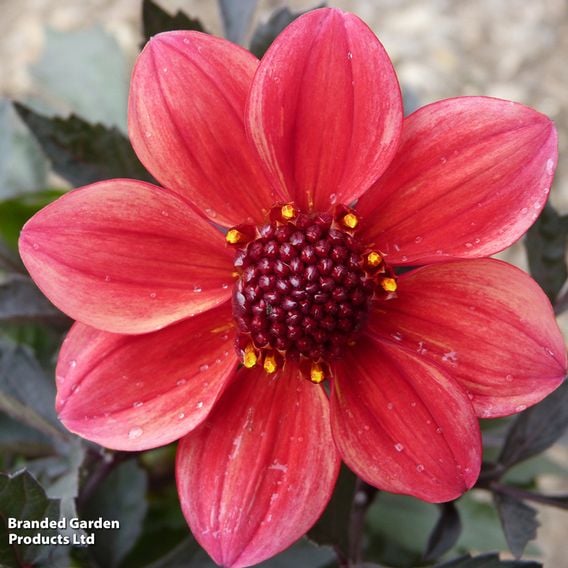 Dahlia 'Mystic Enchantment'