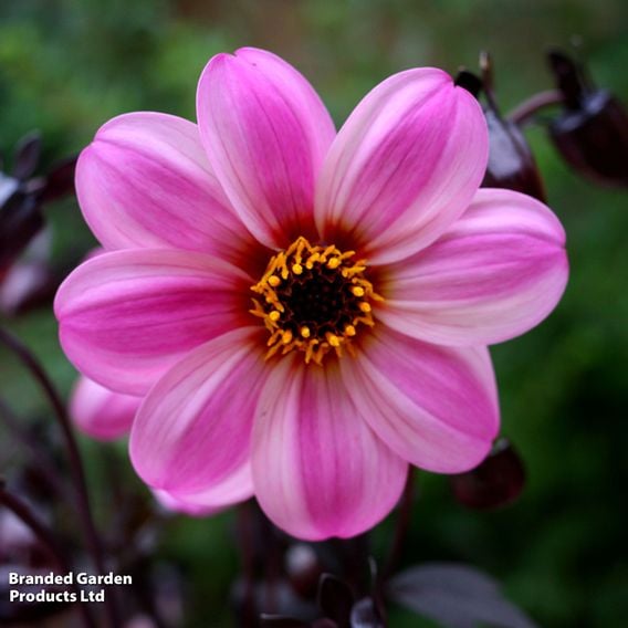 Dahlia 'Mystic Dreamer'