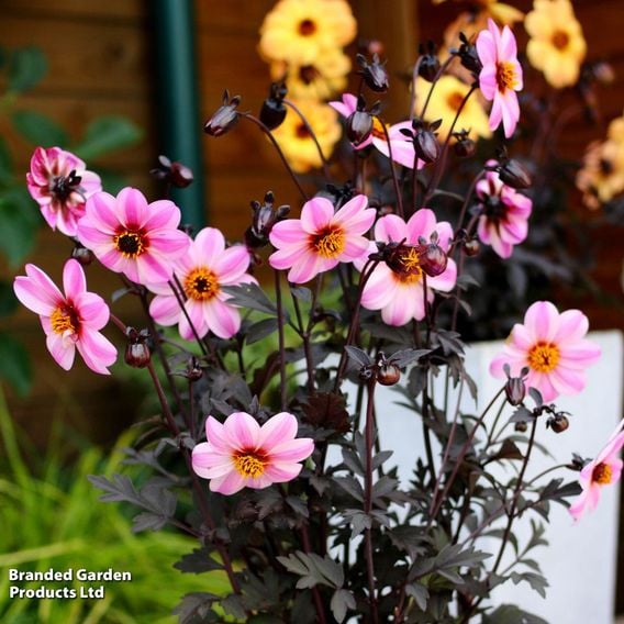Dahlia 'Mystic Dreamer'