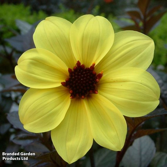 Dahlia 'Mystic Illusion'