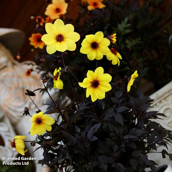 Dahlia 'Mystic Illusion'