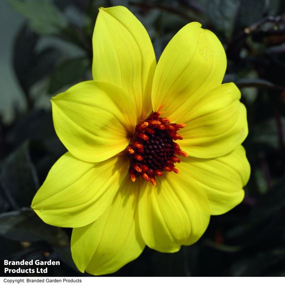 Dahlia 'Mystic Illusion'