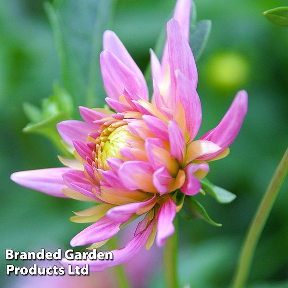 Dahlia 'Park Princess'