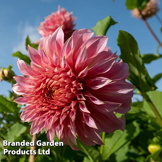 Dahlia 'Penhill Watermelon'