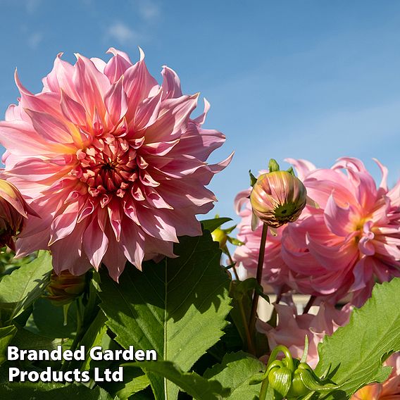 Dahlia 'Penhill Watermelon'