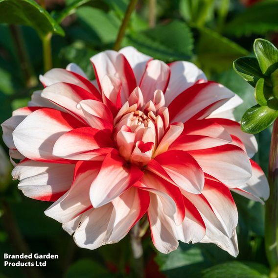 Dahlia 'Short Track'