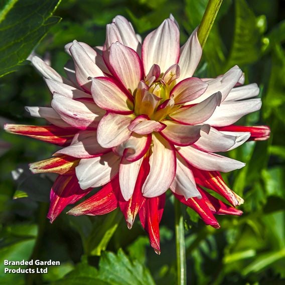 Dahlia 'Short Track'