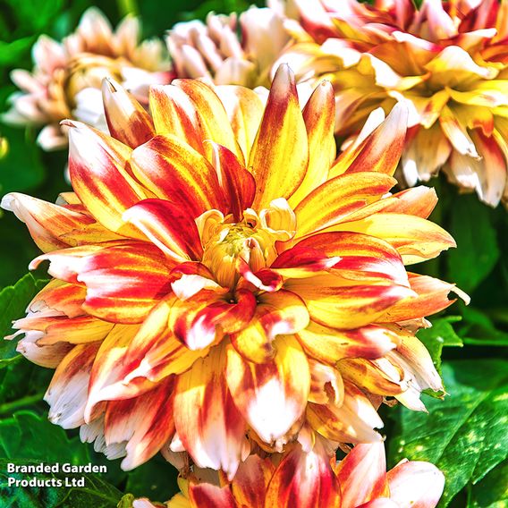 Dahlia 'Short Track'