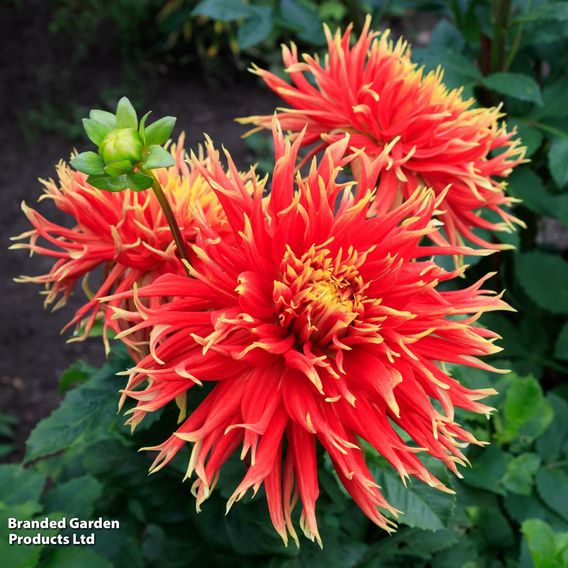 Dahlia 'Show 'N' Tell'