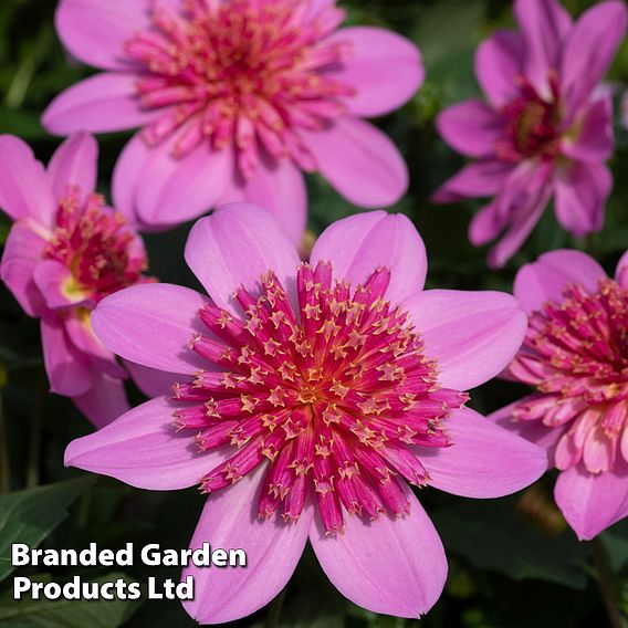 Dahlia Gardenetta 'Starburst Pink'