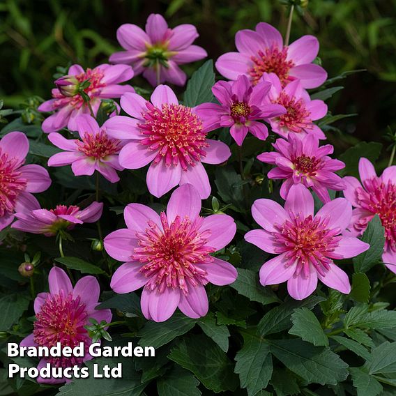 Dahlia Gardenetta 'Starburst Pink'