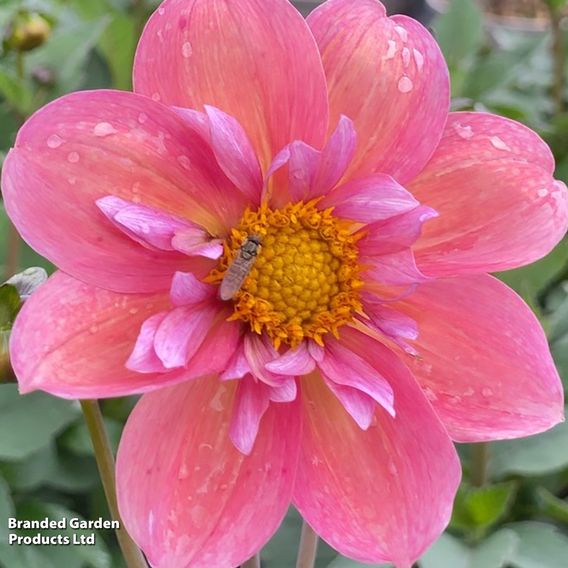 Dahlia 'Strawberry Bon Bon'