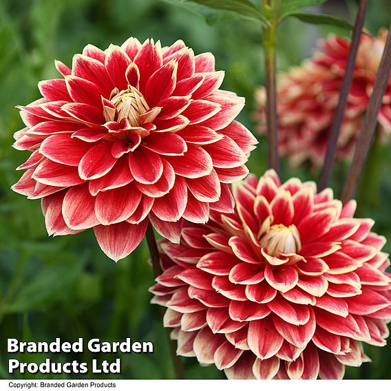 Dahlia Dinner Plate 'Sun Explosion'