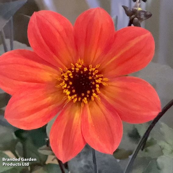 Dahlia 'Sunset Glow'