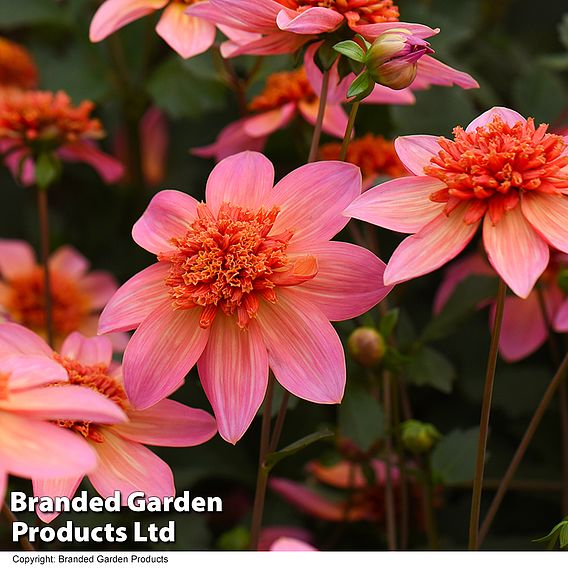 Dahlia 'Totally Tangerine'