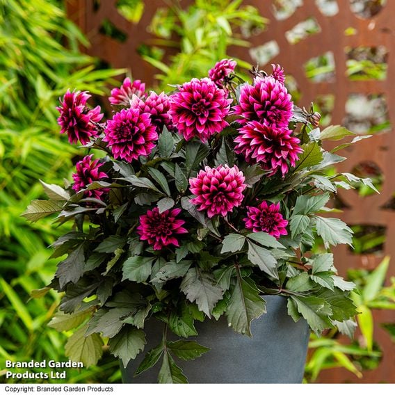 Dahlia coccinea 'Gardenetta Velvet Crush'