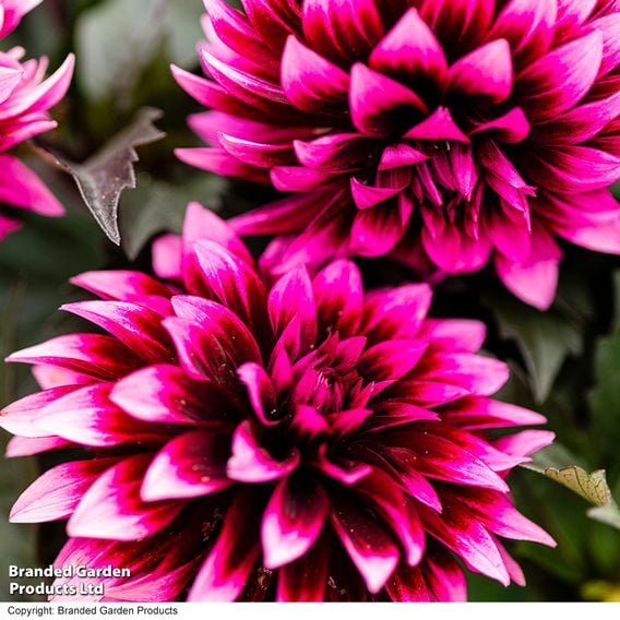 Dahlia coccinea 'Gardenetta Velvet Crush'