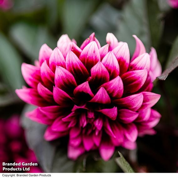 Dahlia coccinea 'Gardenetta Velvet Crush'
