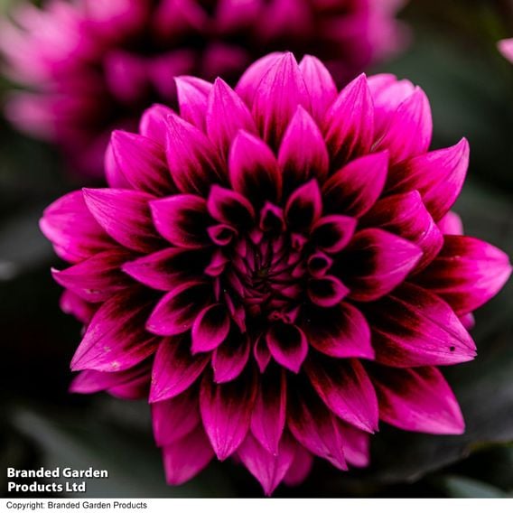 Dahlia coccinea 'Gardenetta Velvet Crush'