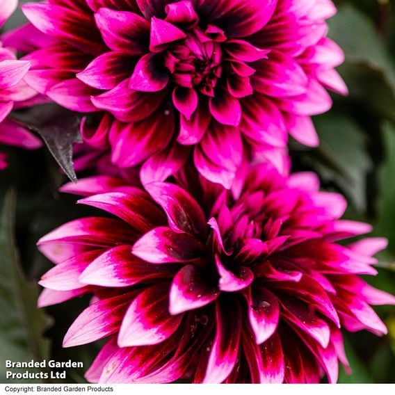 Dahlia coccinea 'Gardenetta Velvet Crush'
