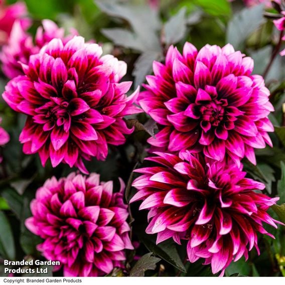 Dahlia coccinea 'Gardenetta Velvet Crush'
