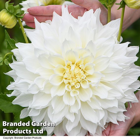 Dahlia Dinner Plate 'White Perfection'