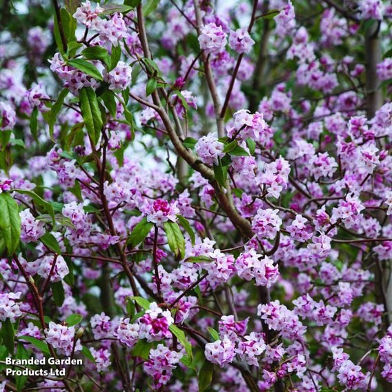 Daphne bholua 'Jacqueline Postill'