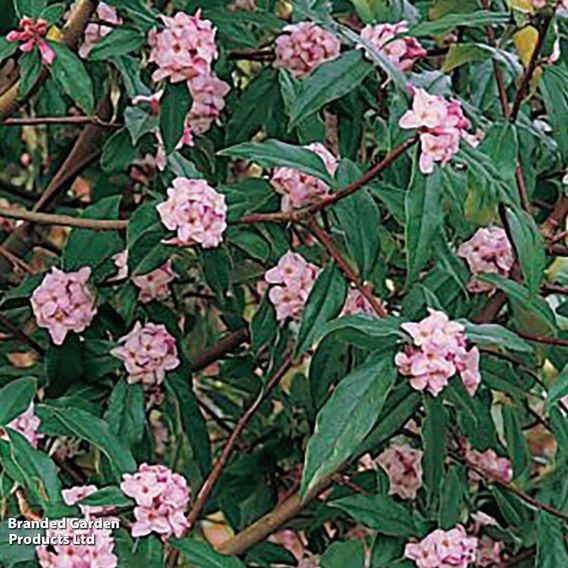 Daphne bholua 'Jacqueline Postill'