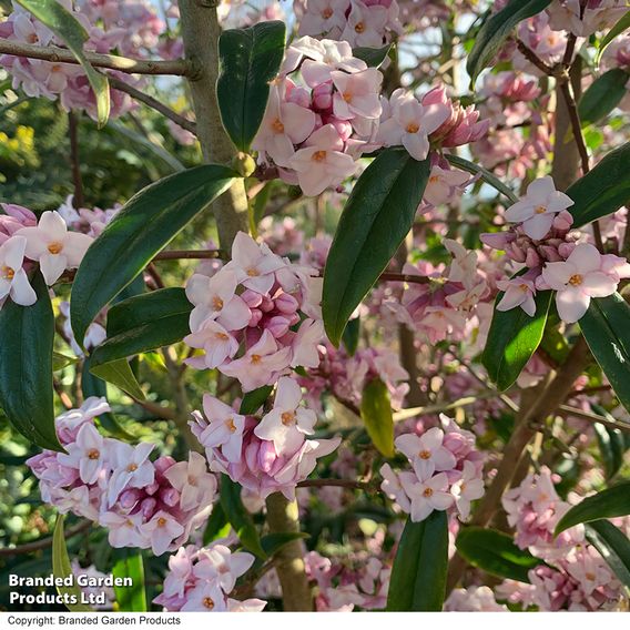 Daphne bholua 'Jacqueline Postill'