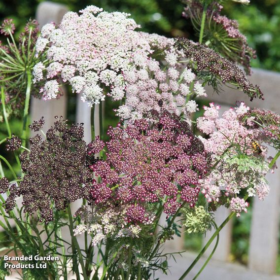 Flowering Carrot 'Dara' - Seeds