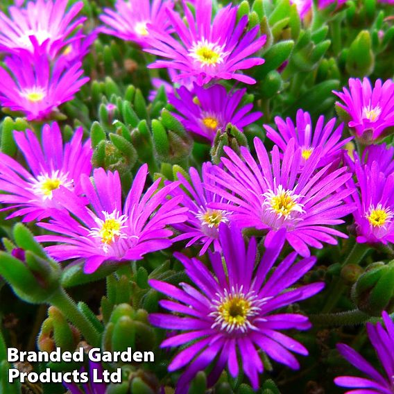 Delosperma aberdeenense 'Hot Pink'