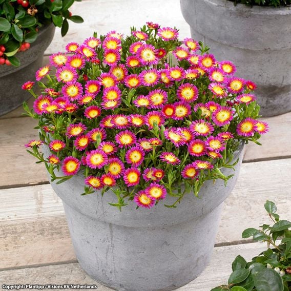Delosperma cooperi 'Hot Pink Wonder'