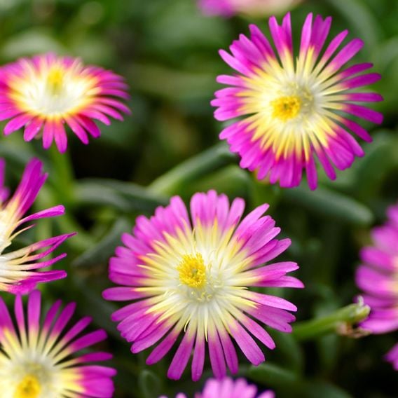 Delosperma cooperi 'Hot Pink Wonder'