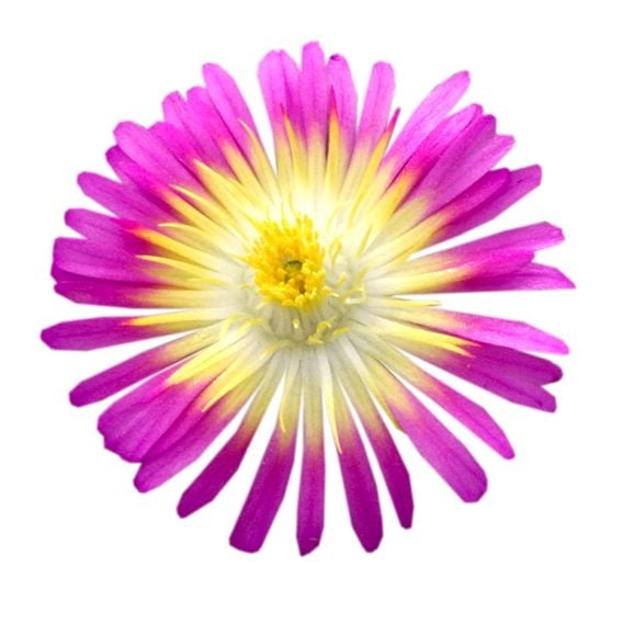Delosperma cooperi 'Hot Pink Wonder'