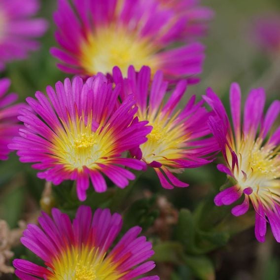 Delosperma cooperi 'Hot Pink Wonder'