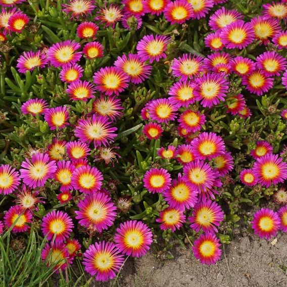 Delosperma cooperi 'Hot Pink Wonder'