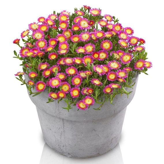 Delosperma cooperi 'Hot Pink Wonder'