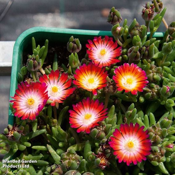 Delosperma cooperi 'Lido Magenta Orange White'