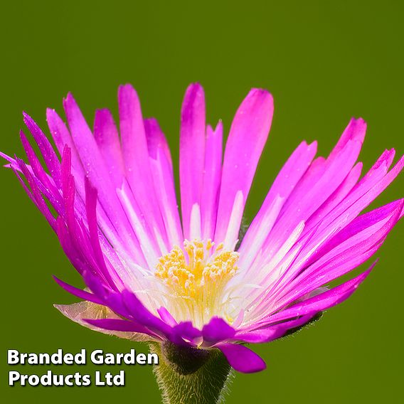 Delosperma Hardy Collection