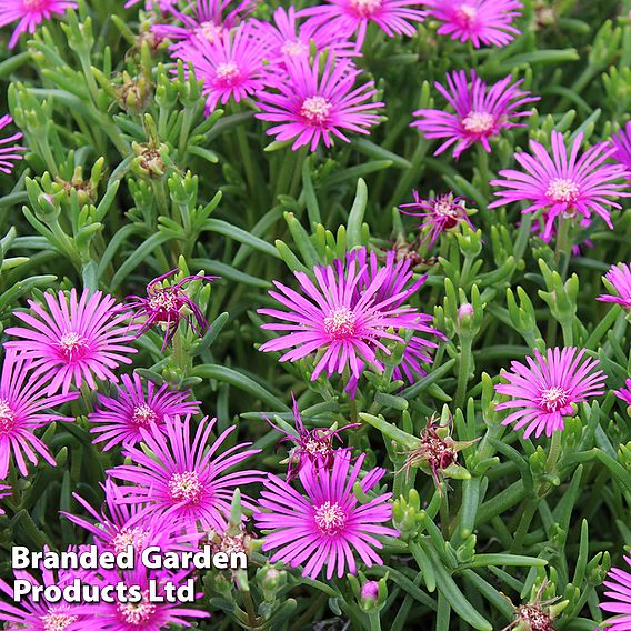 Delosperma Hardy Collection